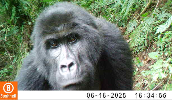Réserve Naturelle d'Itombwe