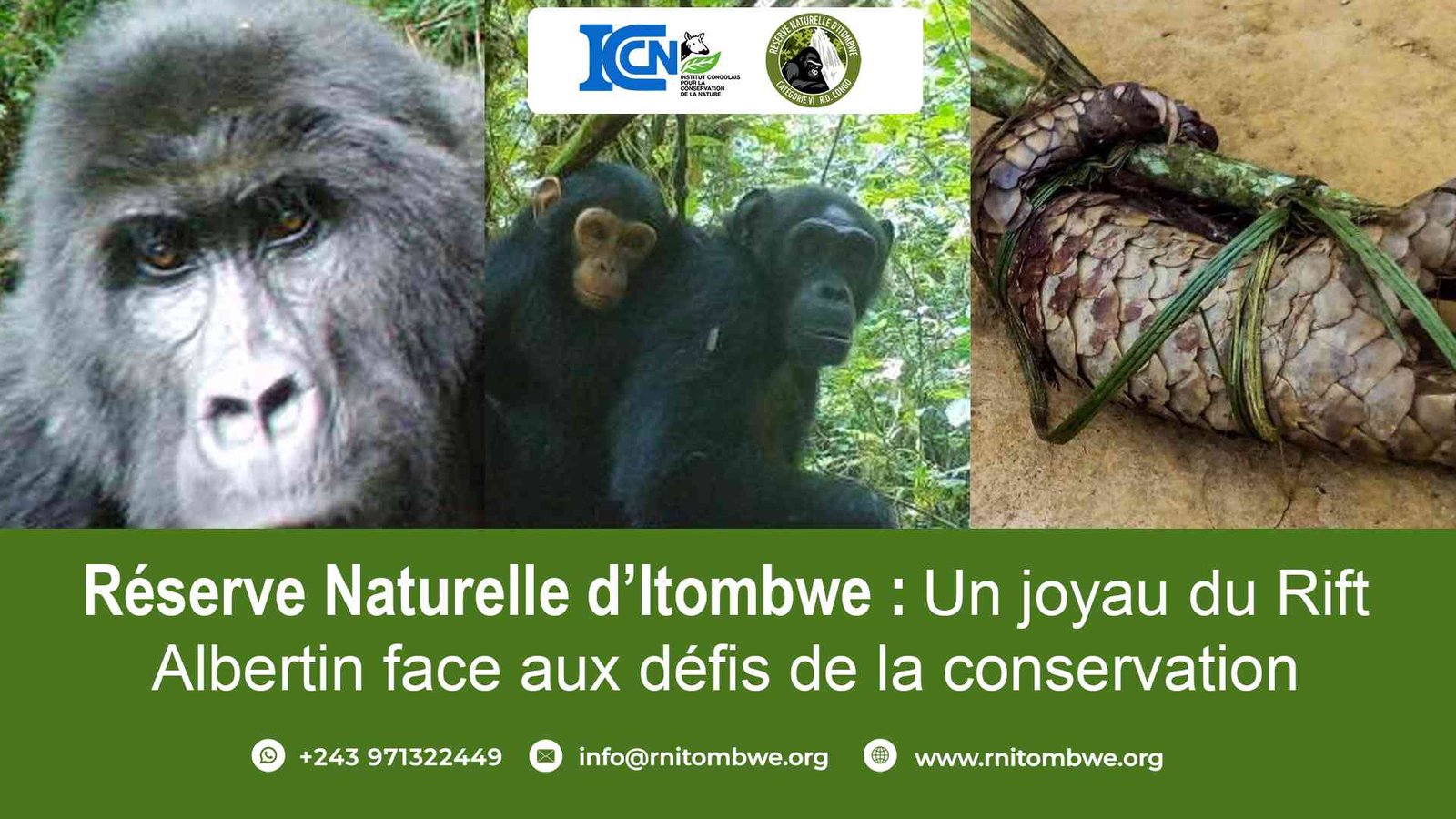 Réserve Naturelle d’Itombwe : Un joyau du Rift Albertin face aux défis de la conservation