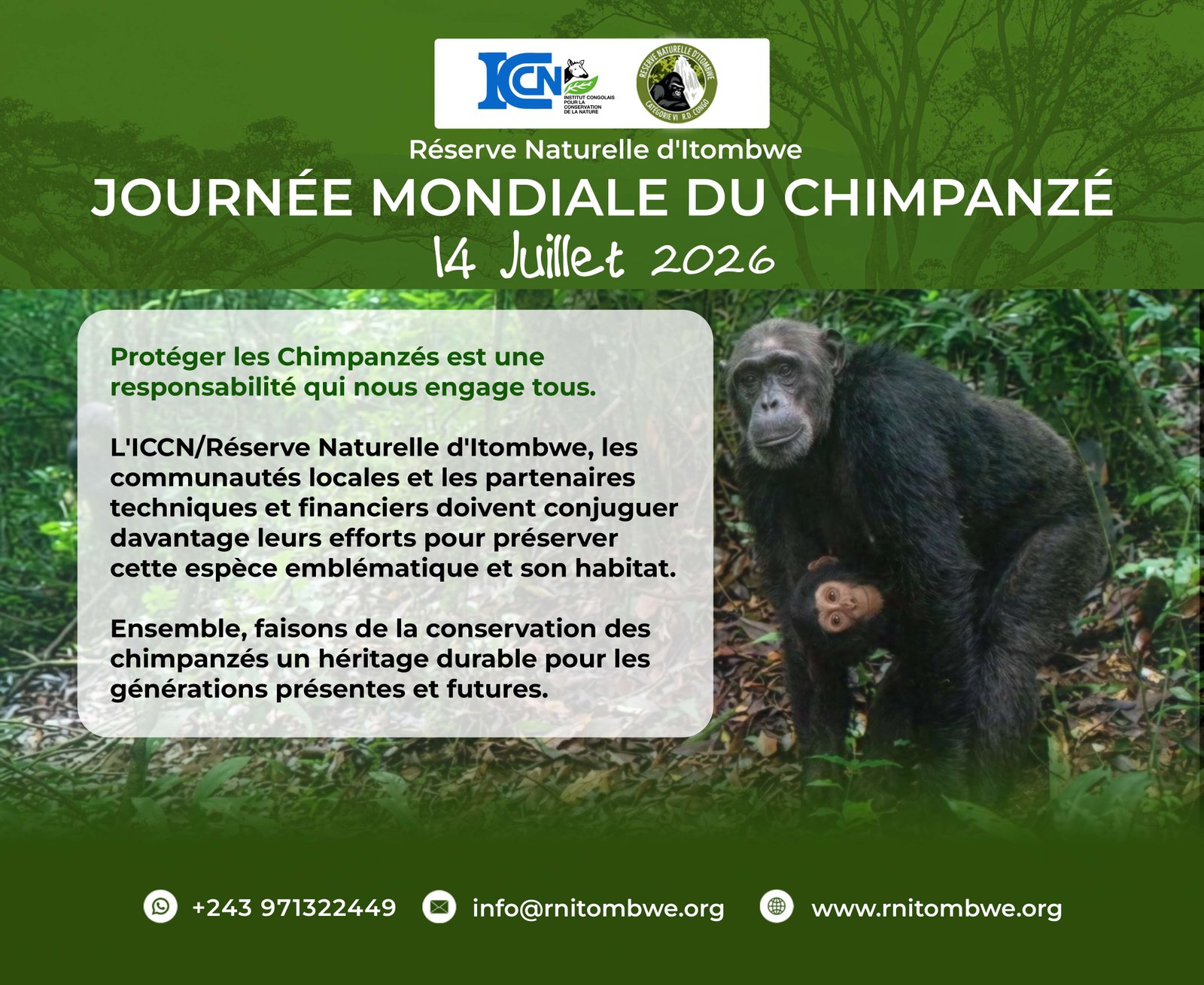 Journée mondiale du chimpanzé : la Réserve Naturelle d'Itombwe célèbre un trésor de la biodiversité